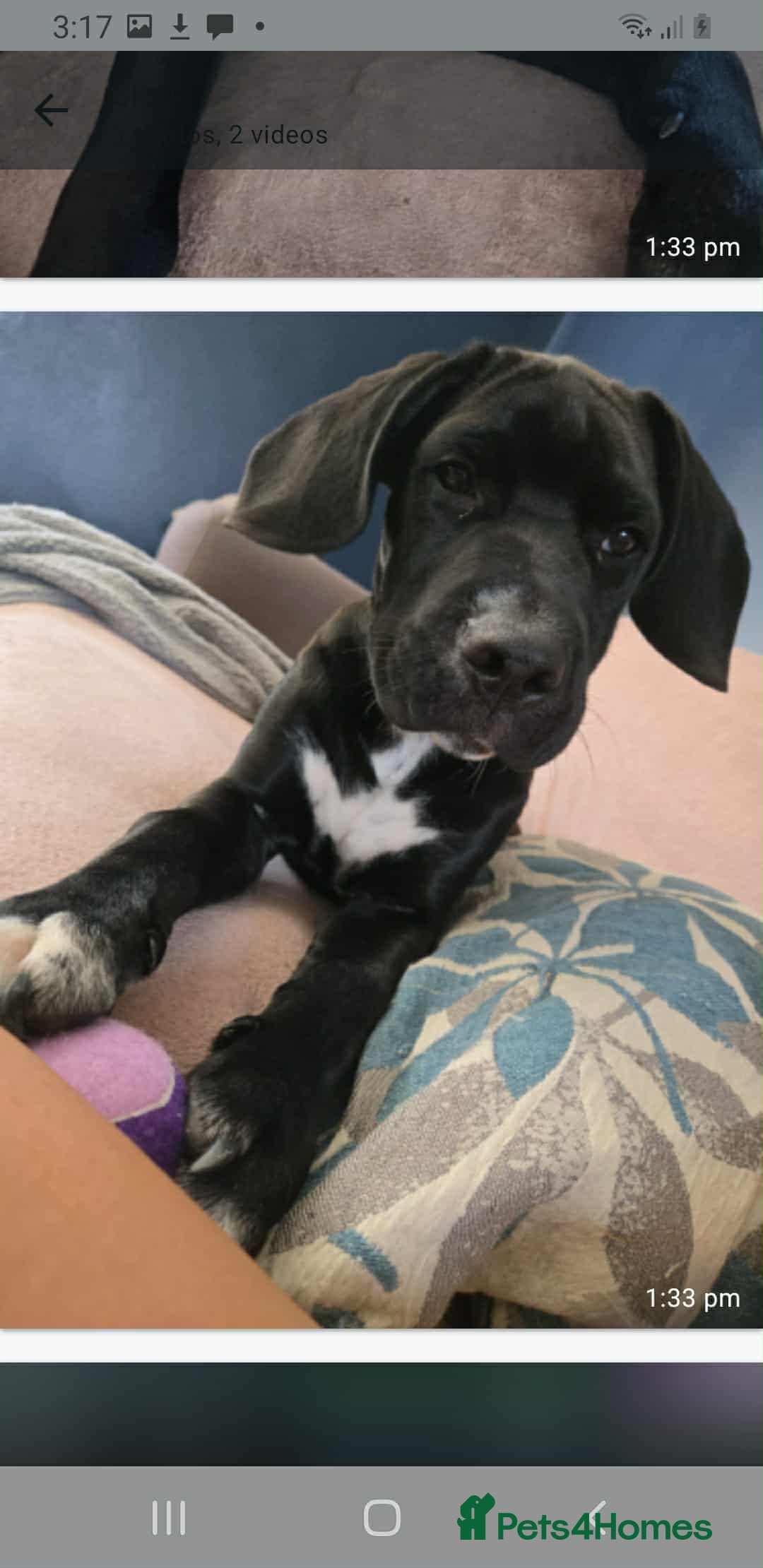 Mixed Breed dogs for sale: Oakley - Advert 3