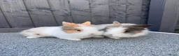 Lionhead rabbits for sale: Lionhead bunnies  - Advert 5