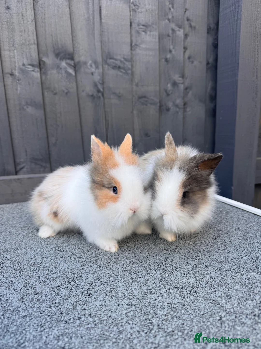 Lionhead rabbits for sale: Lionhead bunnies  - Advert 5