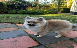 Pomeranian dogs for sale: Beautiful Pomeranian Teddy Bear Puppies - Advert 13