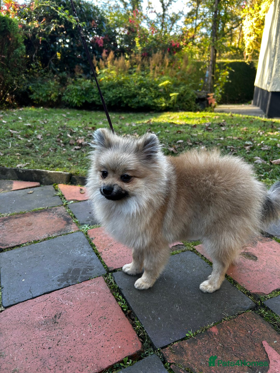 Pomeranian dogs for sale: Beautiful Pomeranian Teddy Bear Puppies - Advert 13