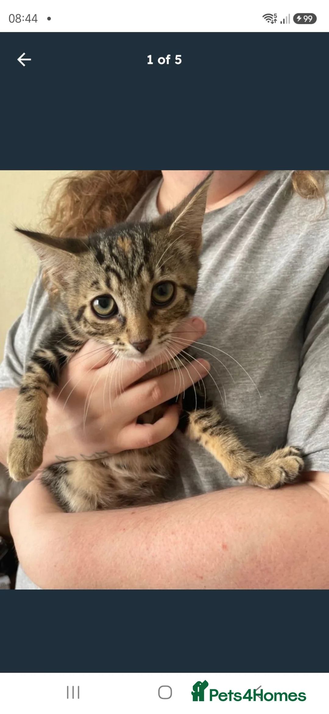Mixed Breed cats for sale: Maincoon cross kittens available now  - Advert 3