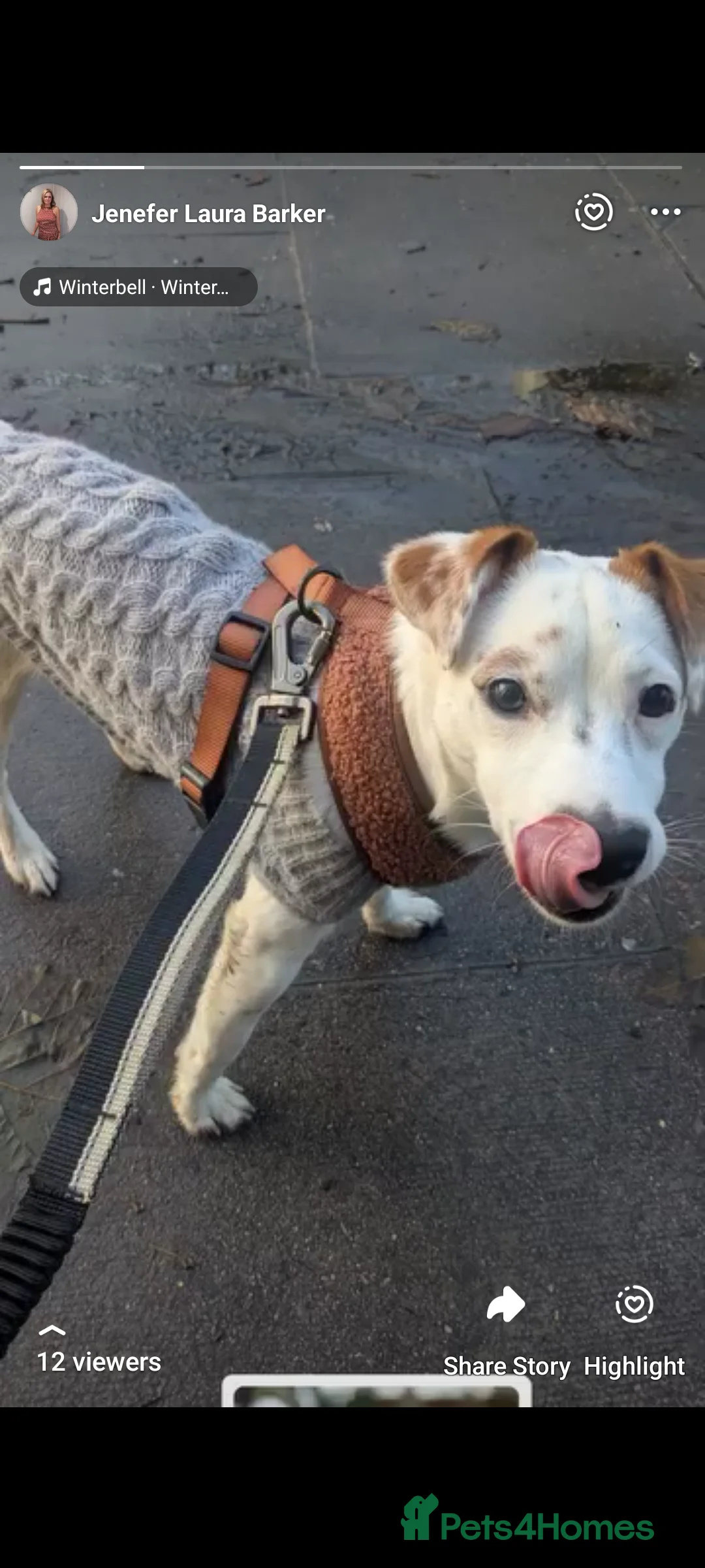 Jack Russell dogs for sale: Jack Russell terrier  - Advert 2