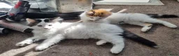 Mixed Breed cats for sale: Playfull beautiful 😍 kittens ready to go £85 - Advert 3