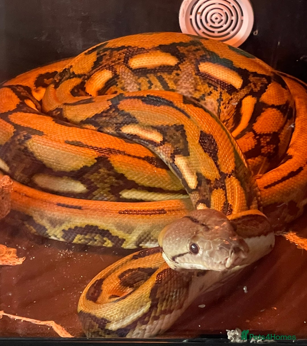 Python Snake reptiles for sale: Retic python  - Advert 6