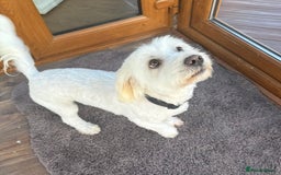 Coton De Tulear dogs for sale: Coton De Tulear girl  - Image 2