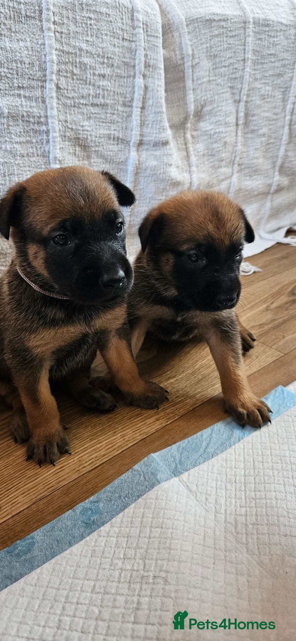 Belgian Shepherd Dog dogs BRN Dutch Herder Puppies (2 left!) - Advert 10