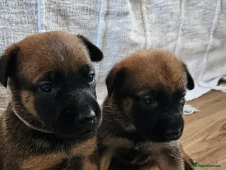 Belgian Shepherd Dog dogs BRN Dutch Herder Puppies (2 left!) - Advert 1