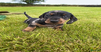 Miniature Dachshund dogs - Advert 17