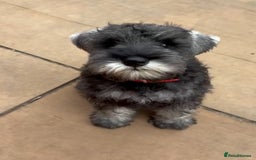 Miniature Schnauzer dogs for sale: Fully Vaccinated Beautiful Pepper & Salt babies - Image 2