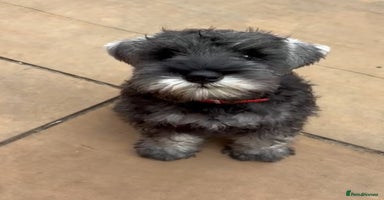 Miniature Schnauzer dogs - Advert 2