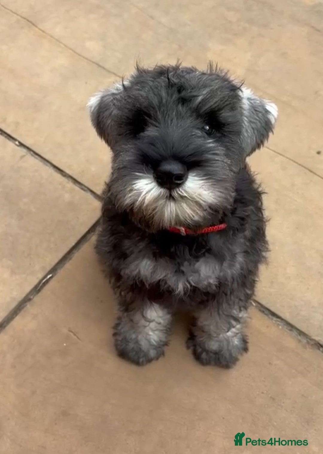 Miniature Schnauzer dogs for sale: Fully Vaccinated Beautiful Pepper & Salt babies - Image 2