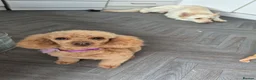 Chipoo dogs for sale: Beautiful healthy tiny chipoos - Advert 2