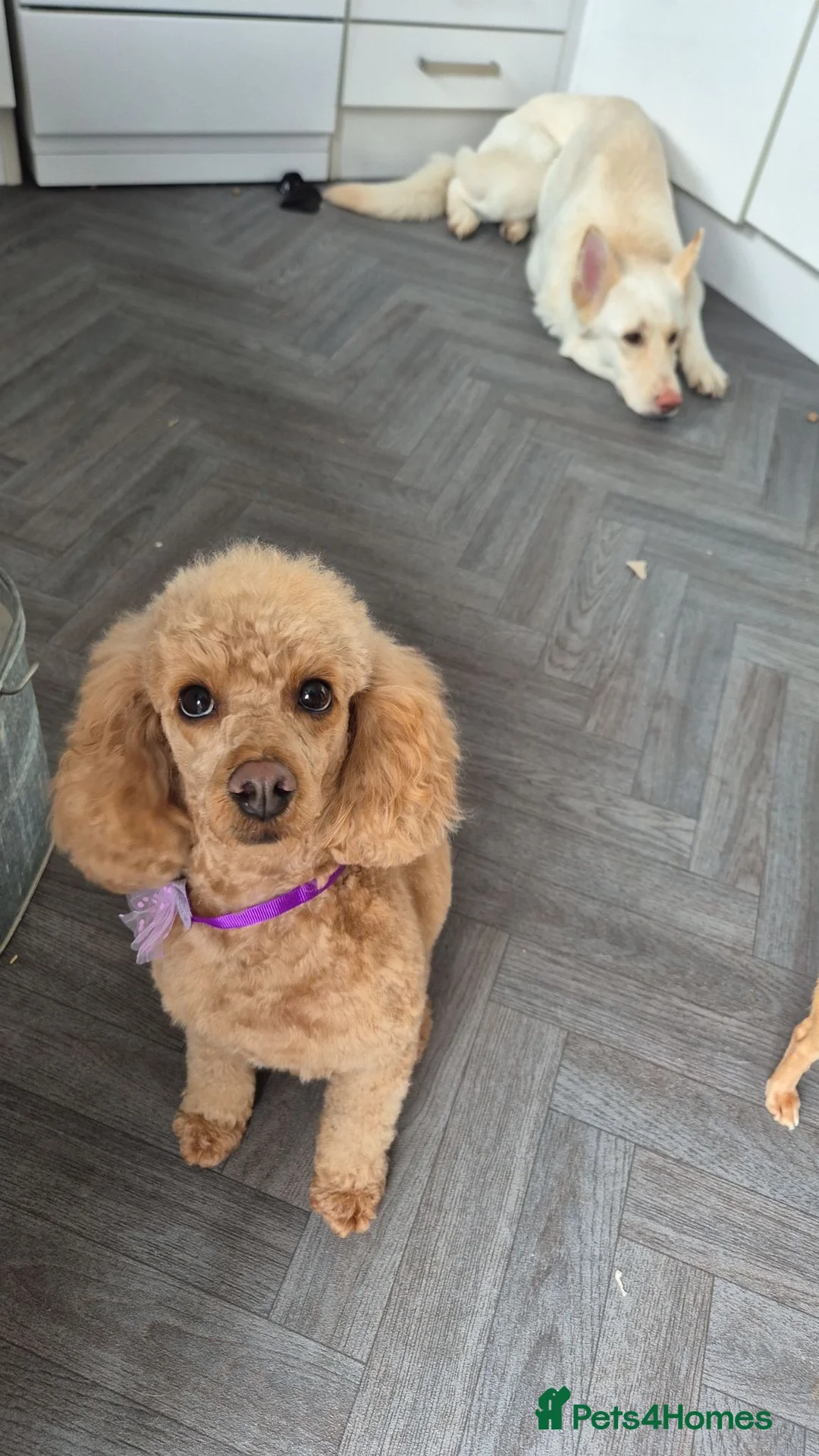 Chipoo dogs for sale: Beautiful healthy tiny chipoos - Advert 2