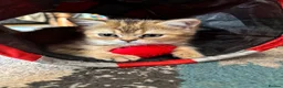 British Longhair cats for sale: GCCF reg Golden British Longhair/Shorthair Kittens - Advert 4
