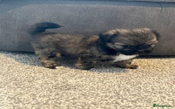 Zuchon dogs for sale: Shihzu x Bichon x Westie - Image 18