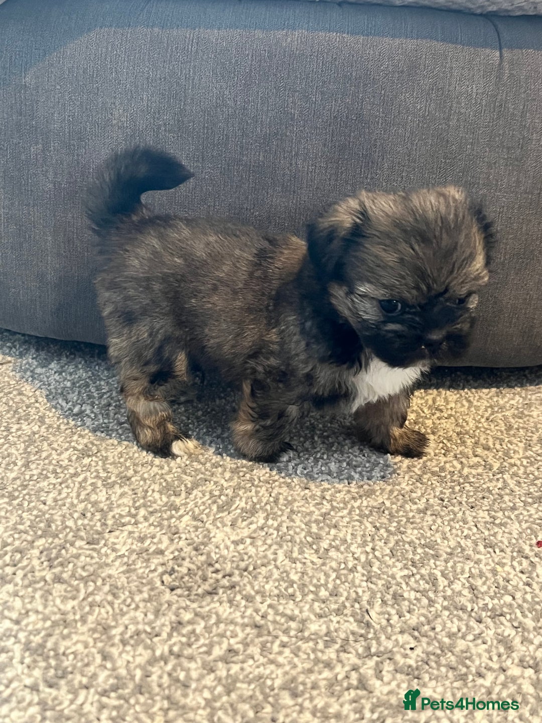 Zuchon dogs for sale: Shihzu x Bichon x Westie - Image 18