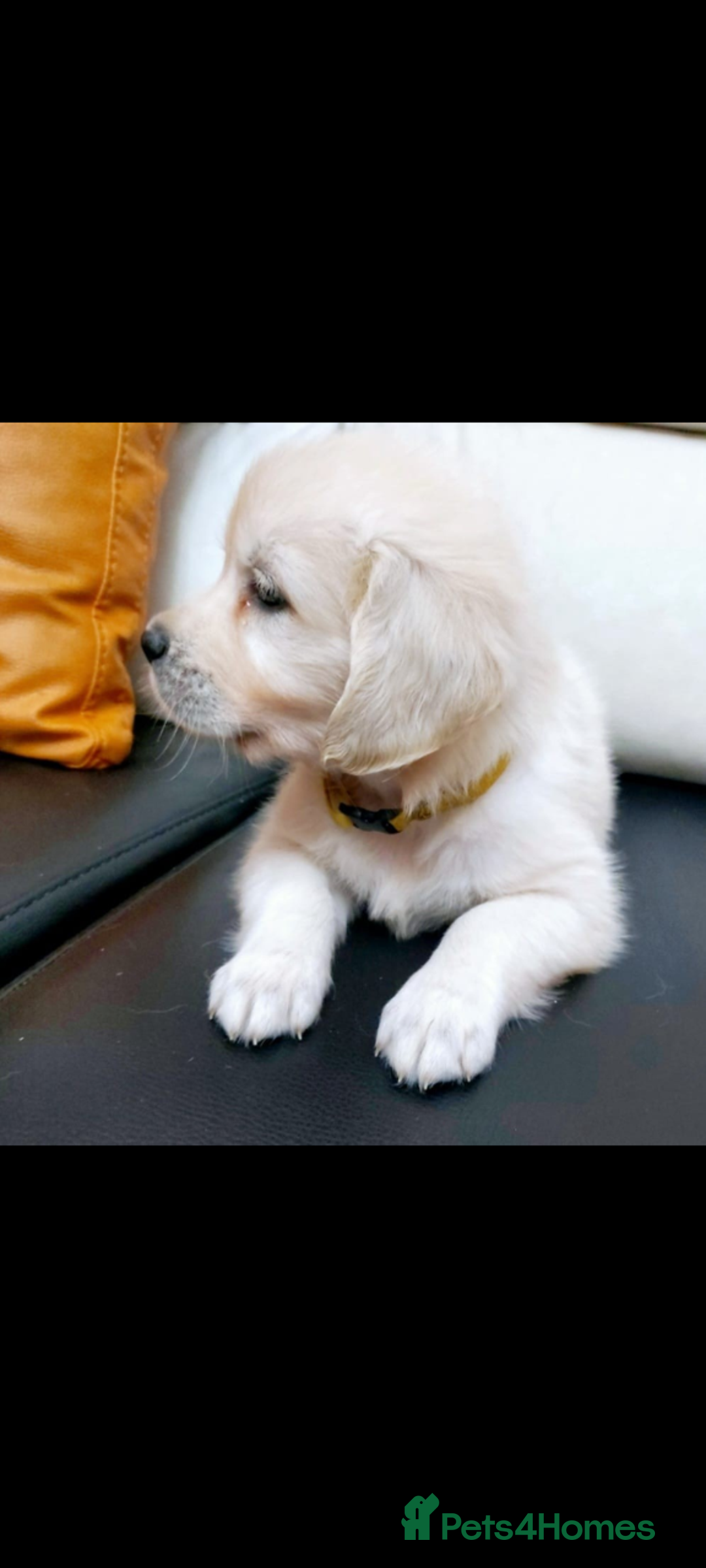 Golden Retriever dogs for sale: Golden retriever puppies for sale  - Advert 19