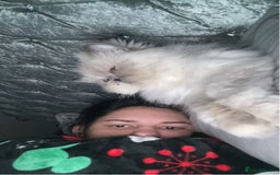Persian cats for sale: 2 female Persian sisters  - Image 6