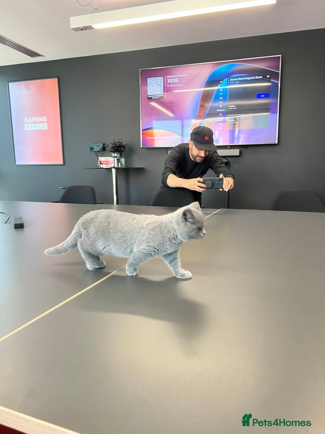 British Shorthair cats for sale: Pedigree BSH Last Female kitten ready to go!! - Image 34