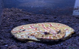 Frog reptiles for sale: Male + female pacman pixie horned frogs and setup - Image 4