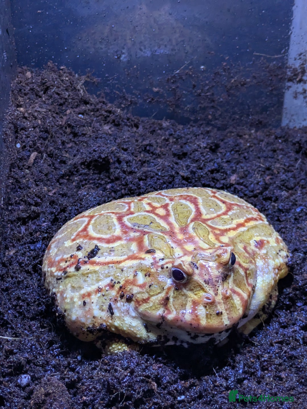 Frog reptiles for sale: Male + female pacman pixie horned frogs and setup - Image 4