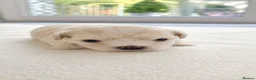 Maltese dogs for sale: Beautiful Maltese Puppies – Loving Family Homes - Advert 18