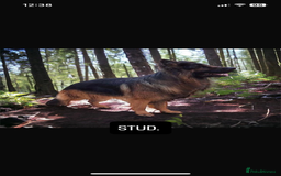 German Shepherd dogs for sale: Last gorgeous boy ready now  - Image 7