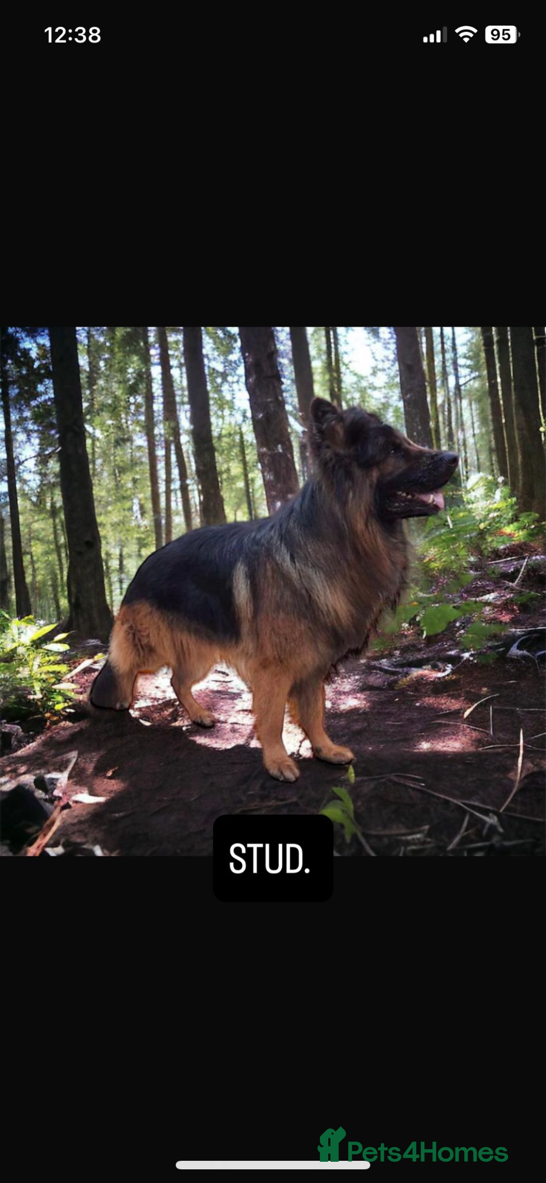 German Shepherd dogs for sale: Last gorgeous boy ready now  - Image 7