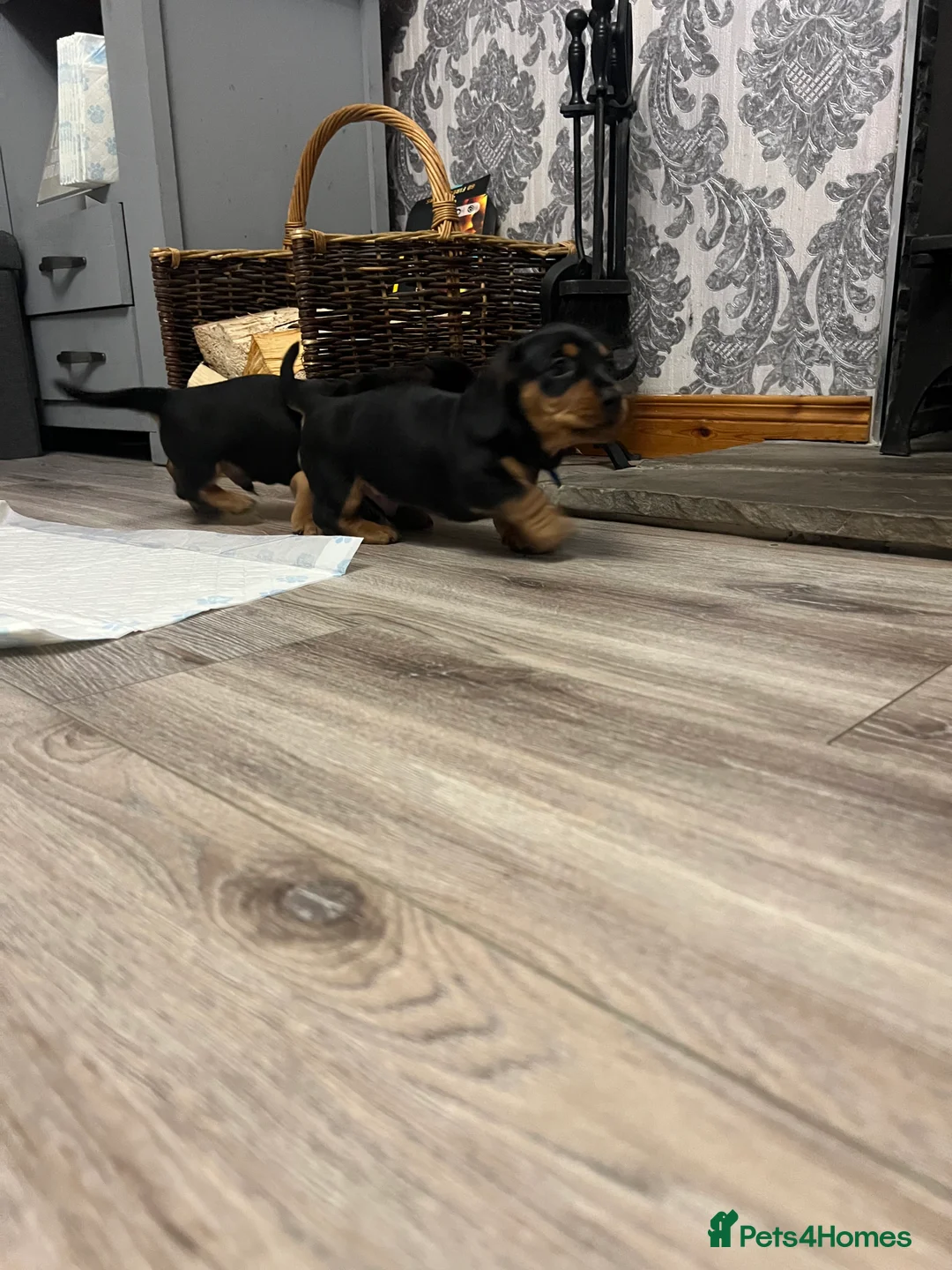 Dachshund dogs for sale: Adorable Dachshund puppies 4 boys 2 girls - Advert 12