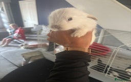 Mini Lop rabbits for sale: 2 white blue eyed mini lop bunnies  - Image 2