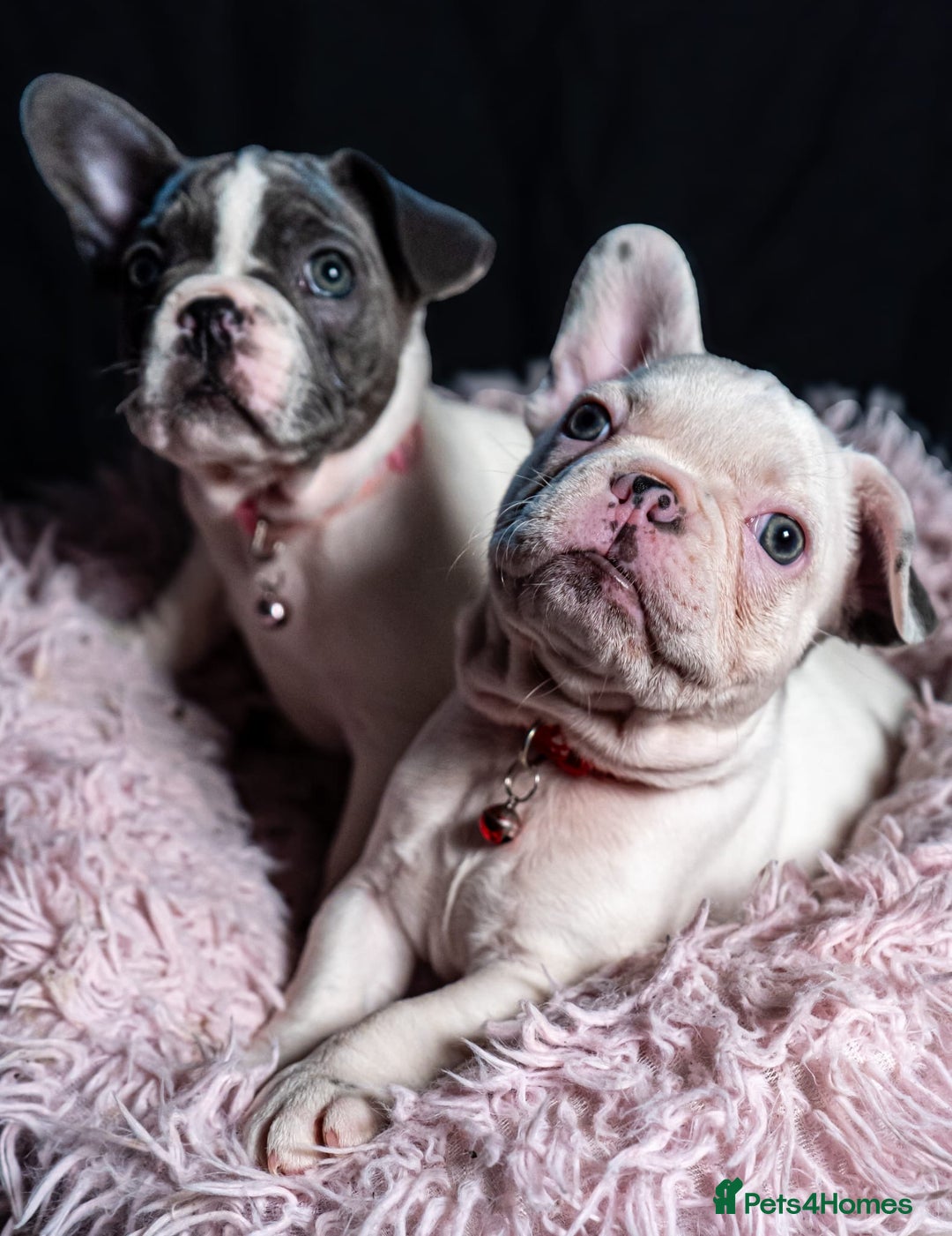 French Bulldog dogs for sale: 2 🟪 French bulldog mums carries fluffy‼️Ready now - Advert 7