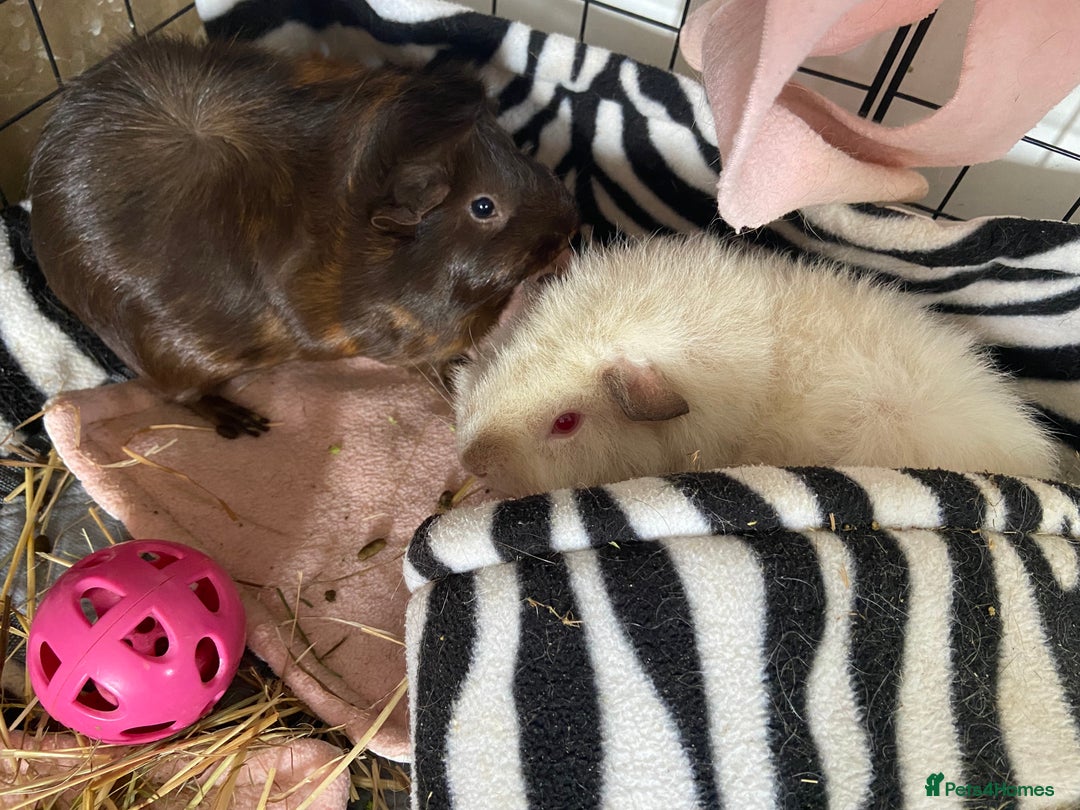 Guinea Pig rodents for sale: 2 female Guinea pigs - Image 2