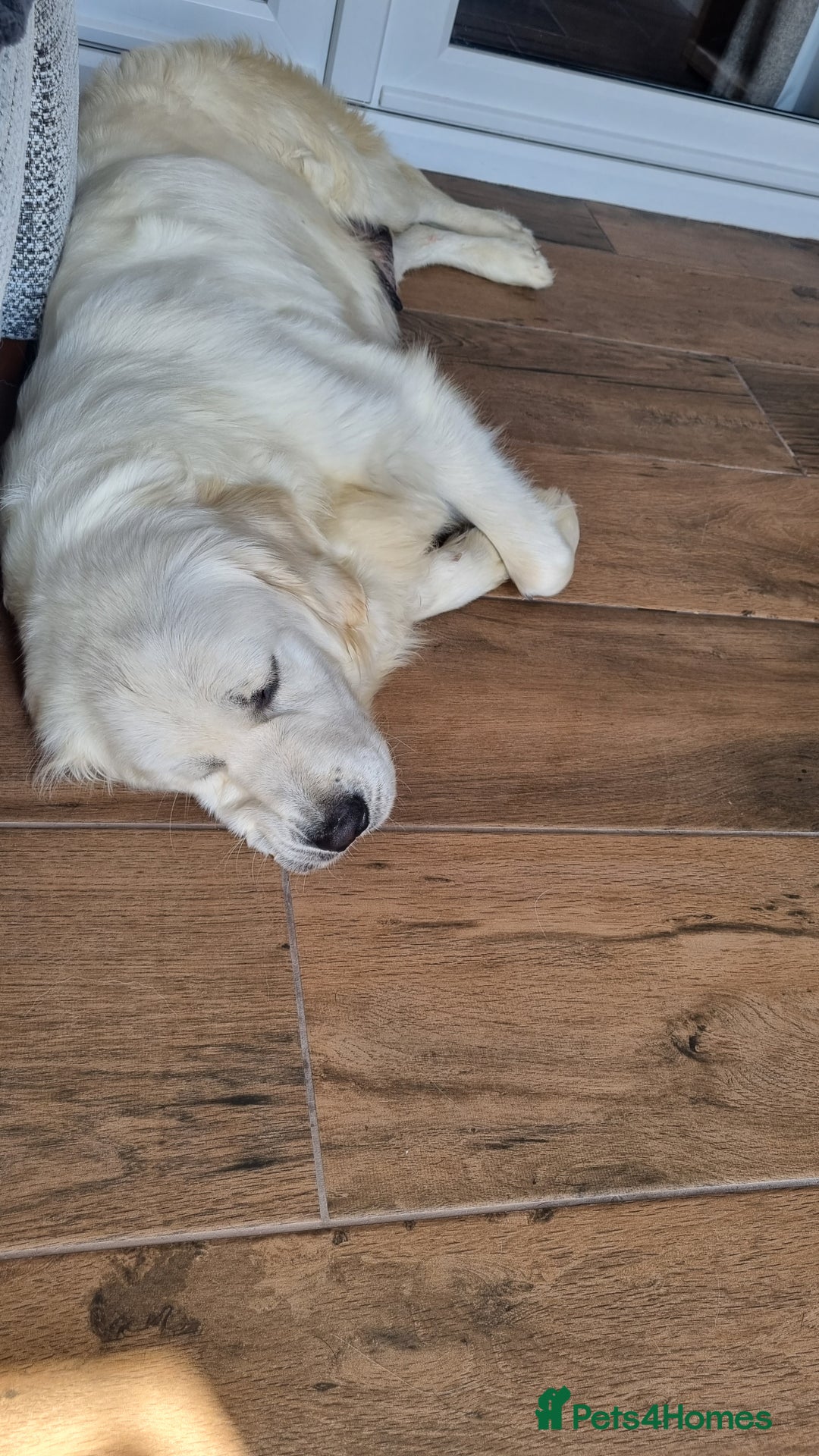 Golden Retriever dogs for sale: Extensively Health Tested English Cream Puppies - Advert 22