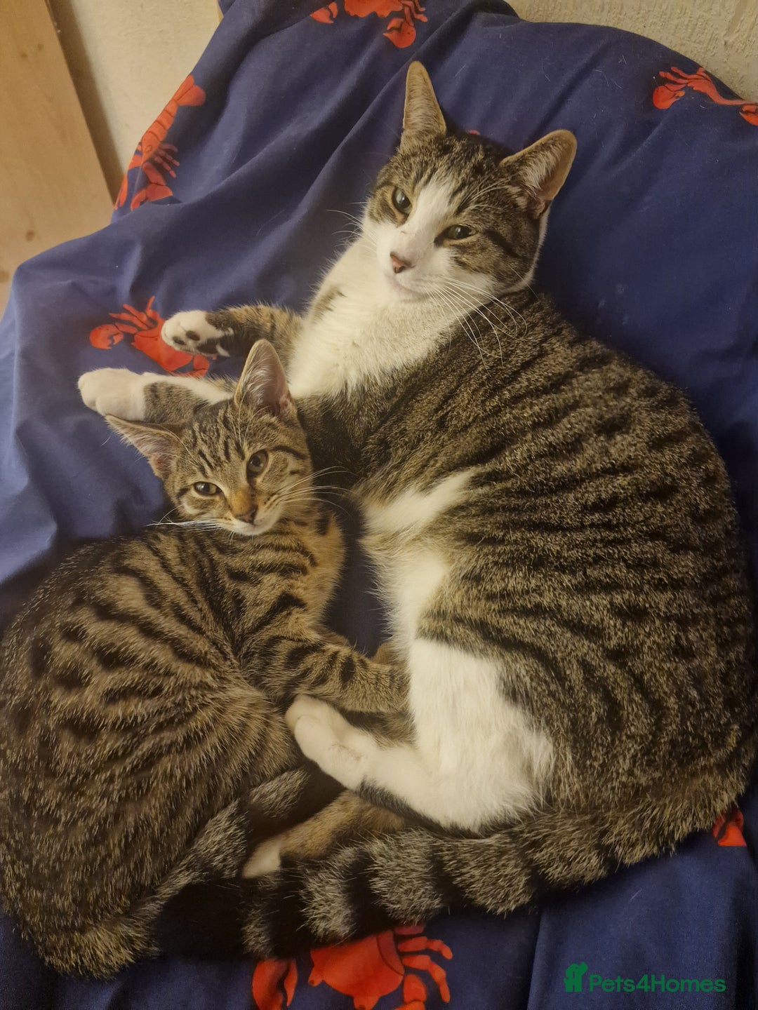 Domestic Shorthair cats for sale: 3 beatiful kittens for the price £200 altogether - Image 10