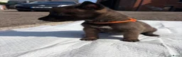 Belgian Shepherd Dog dogs for sale: Mali puppies  in Bishop Auckland - Advert 3