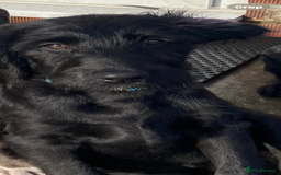 Labradoodle dogs for sale: F1 labradoodles  - Image 17