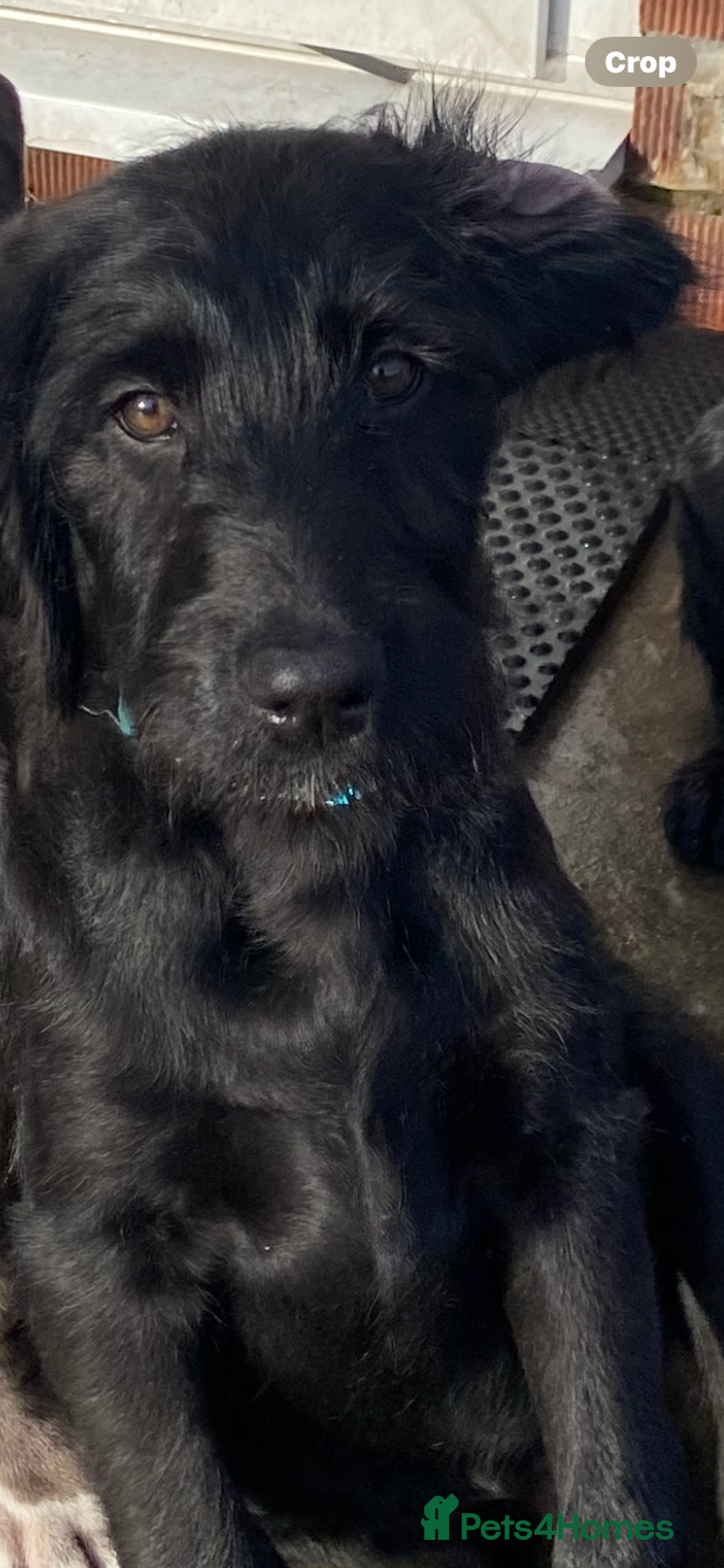 Labradoodle dogs for sale: F1 labradoodles  - Image 17