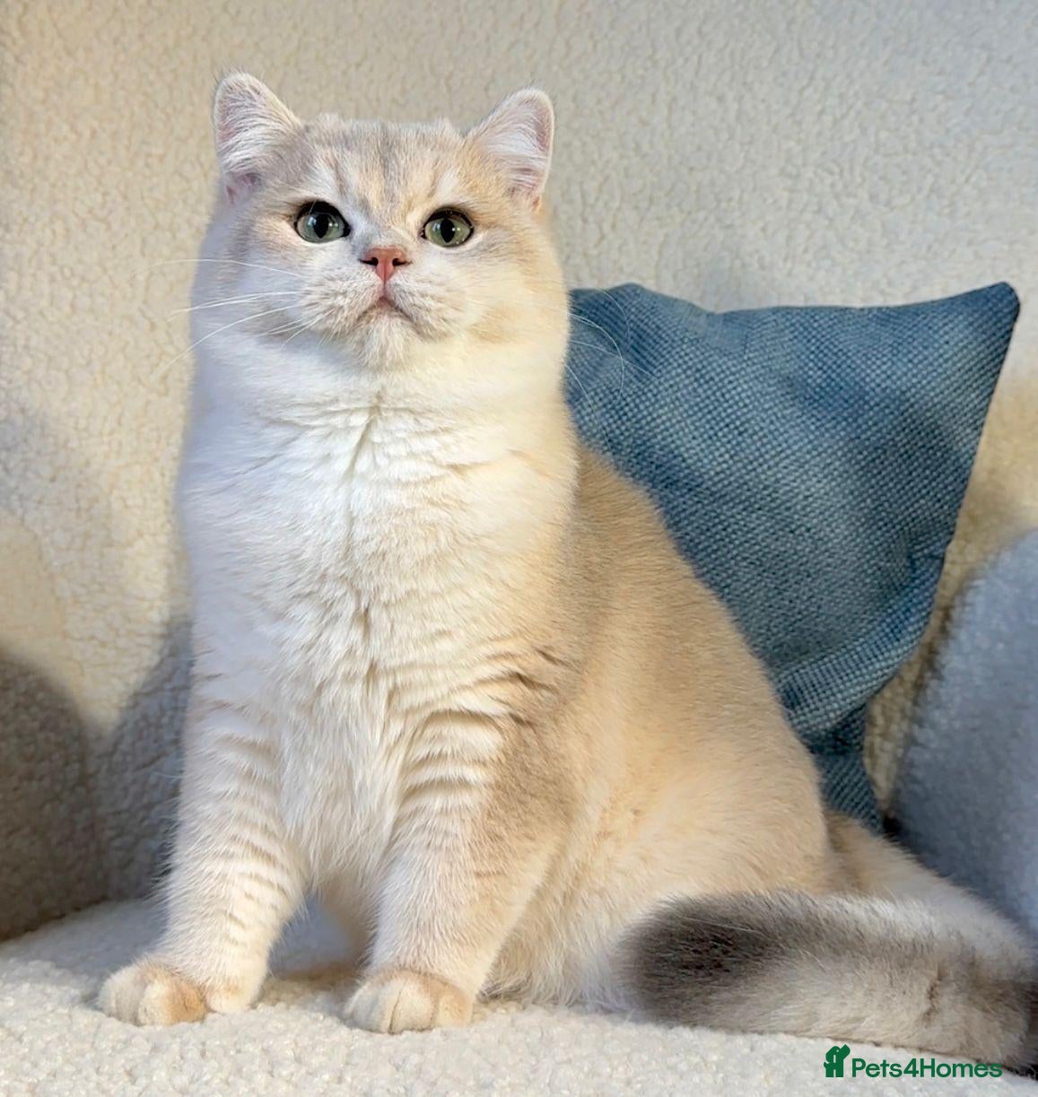 British Shorthair cats UK’s Best Male BSH Blue Golden Chinchilla, Helios - Advert 2