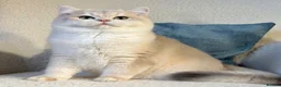 British Shorthair cats for sale: UK’s Best Male BSH Blue Golden Chinchilla, Helios - Advert 2