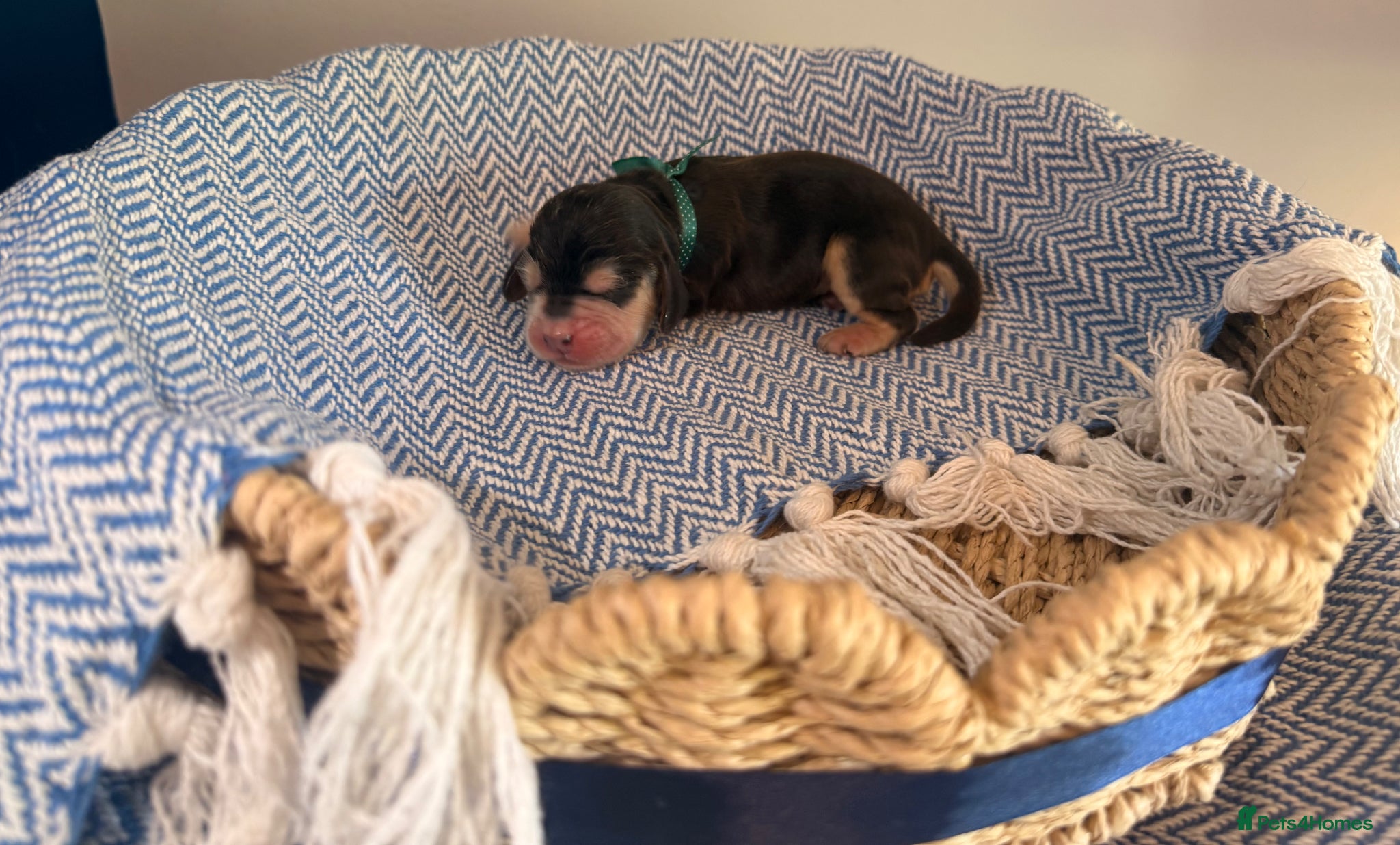 Cocker Spaniel dogs Outstanding KC registered Cocker Spaniel Puppies  - Advert 2