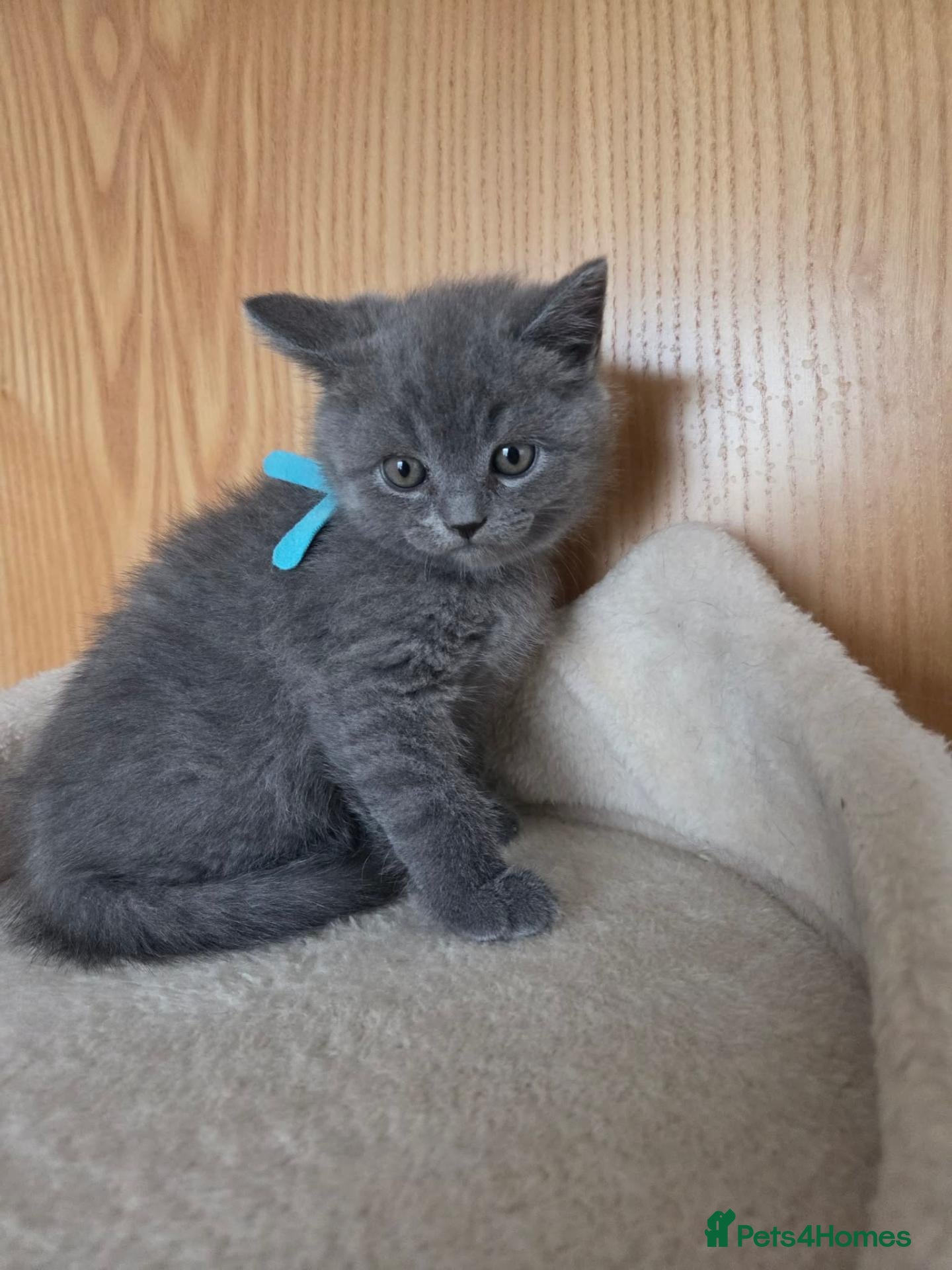British Shorthair cats Beautiful British Shorthair - Advert 1