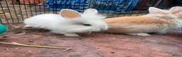 Lionhead rabbits for sale: 8-Week-Old Lionhead Rabbits – 2 Boys & 2 Girls in Mansfield - Advert 3