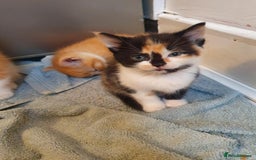 Balinese cats for sale: 6 buteful cats searching for homes. - Image 8