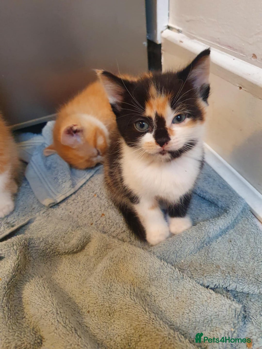 Balinese cats for sale: 6 buteful cats searching for homes. - Image 8