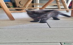 Mixed Breed cats for sale: 5 beautiful kittens - Image 22