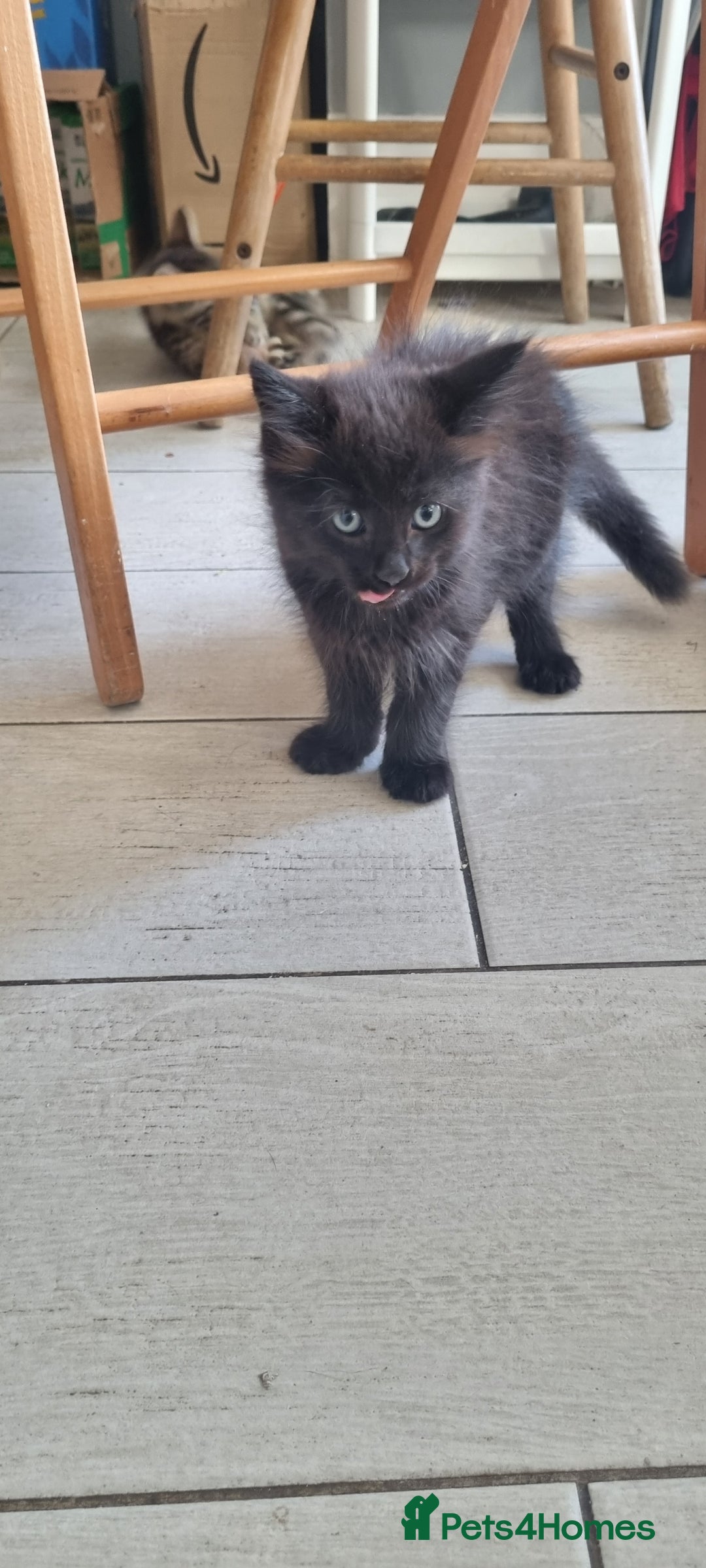 Mixed Breed cats for sale: 5 beautiful kittens - Image 22
