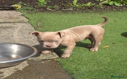 American Bully dogs for sale: Champagne, Chocolate, Merle Micro Pocket Bullys  in Wilmslow - Image 14