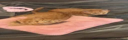 Mixed Breed cats for sale: Two female gingers  in Brighton - Advert 2
