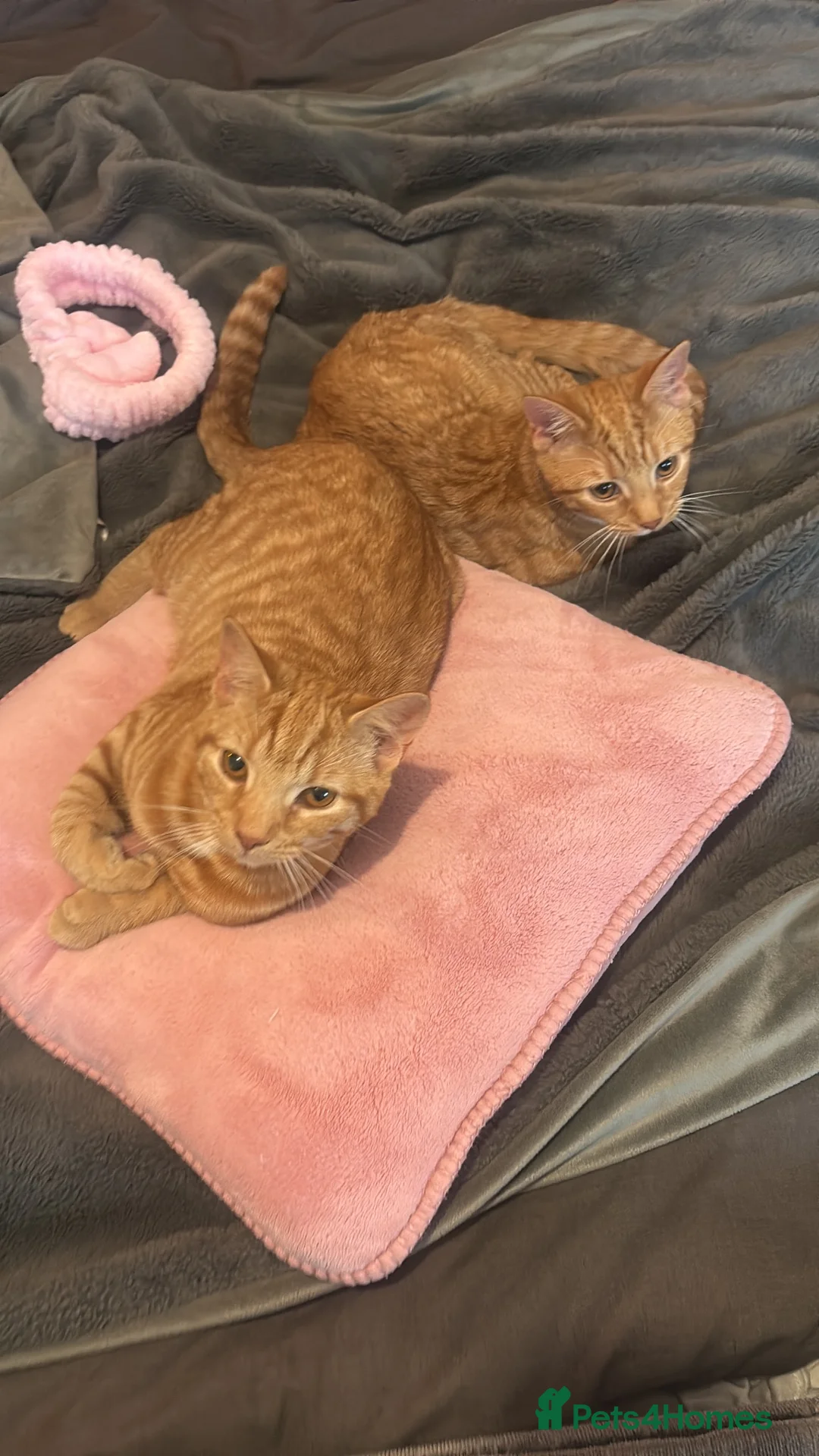 Mixed Breed cats for sale: Two female gingers  in Brighton - Advert 2